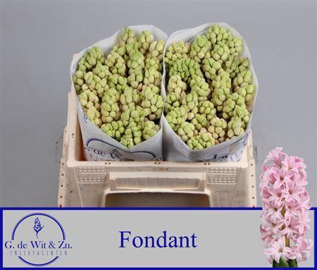 Hyacinthus orientalis 'Fondant'