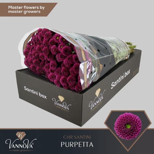 Chrysanthemum (Indicum Grp) tros santini AAA Purpetta