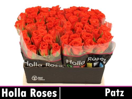 Rosa grootbloemig Patz