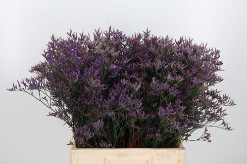 Limonium Safora Dark Blue