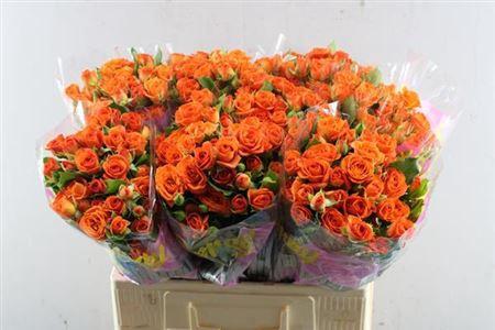 Rosa tros Odilia