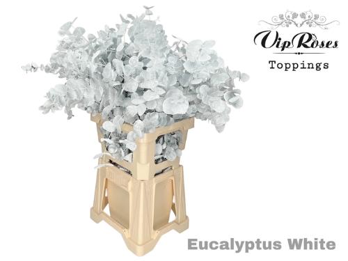 Eucalyptus cinerea kleurbehandeld per bos H%