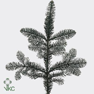 Abies procera Nobilis Blauw per bos