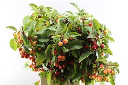 Siervruchten per tak Malus 'Red Sentinel'