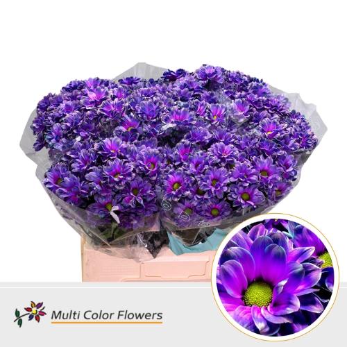 Chrysanthemum Indicum Grp tros kas kleurbehandeld H%