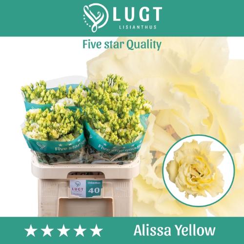 Eustoma russellianum gevuldbloemig 'Alissa Yellow'