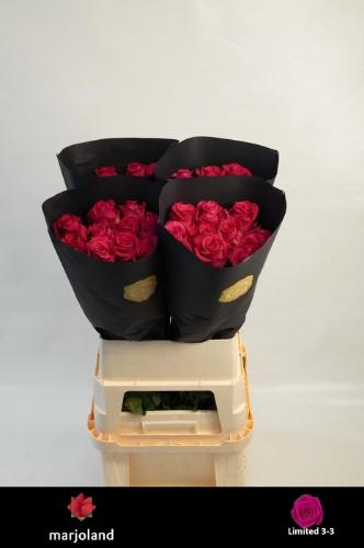 Rosa grootbloemig Xoch!