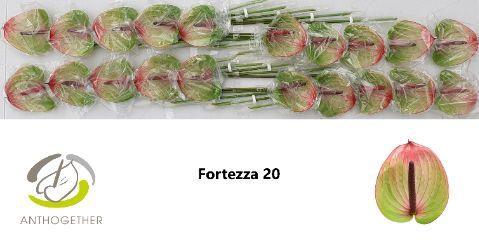 Anthurium (Andreanum Grp) Fortezza