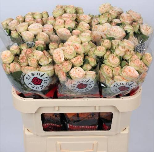 Rosa tros Gentle Trendsetter