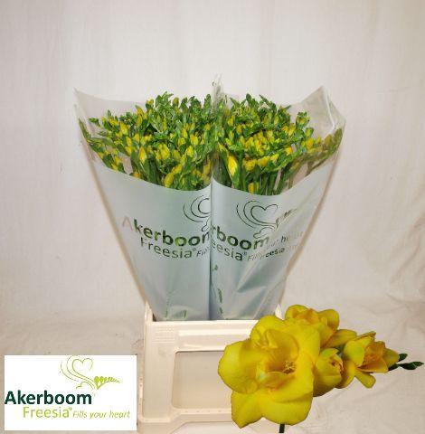 Freesia dubbelbloemig 'boulevard'