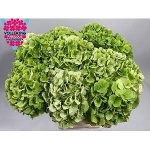 Hydrangea macrophylla Noordpool (classic)