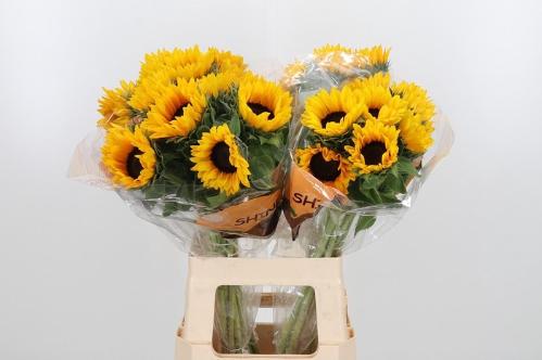 Helianthus annuus 'Orange Fire'