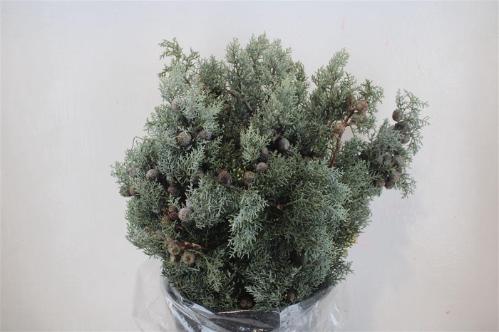 Cupressocyparis leylandii 'Gold Rider'