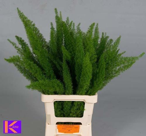 Asparagus densiflorus 'Meyers'