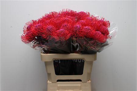 Leucospermum 'Naomi' kleurbehandeld H%