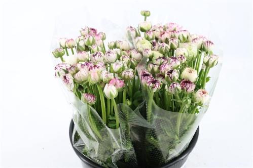 Ranunculus asiaticus 'Amandine Light Cappuccino'