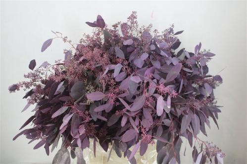 Eucalyptus kleurbehandeld per bos H%
