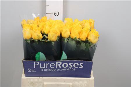 Rosa grootbloemig Palmares!