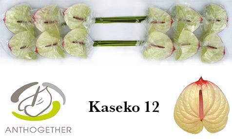 Anthurium (Andreanum Grp) Kaseko