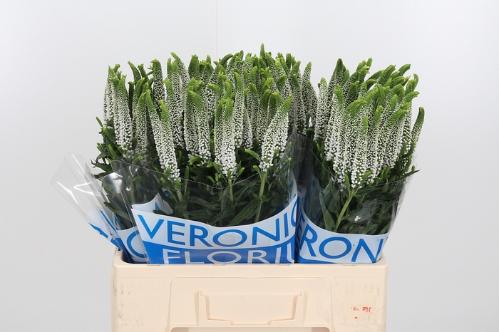 Veronica 'Caya'