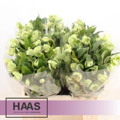 Helleborus 'Winterbells'