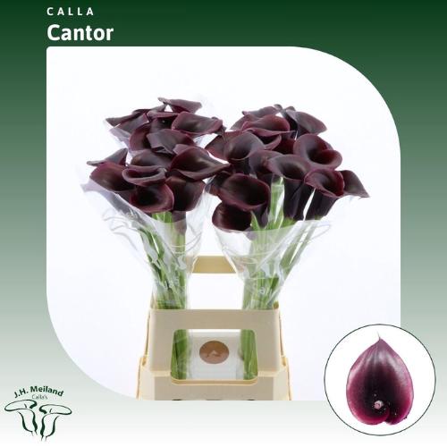 Zantedeschia 'Cantor'