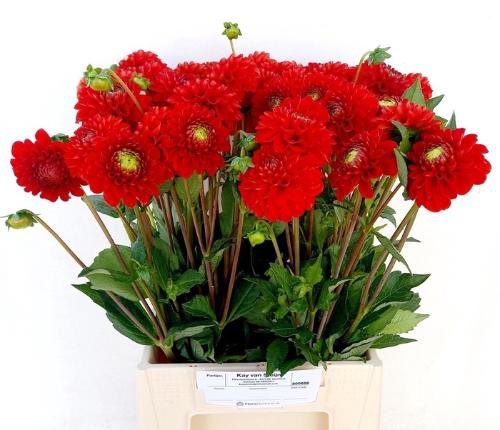 Dahlia 'Salsa'