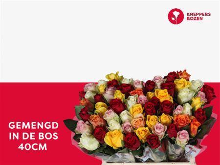 Rosa grootbloemig gemengd in bos