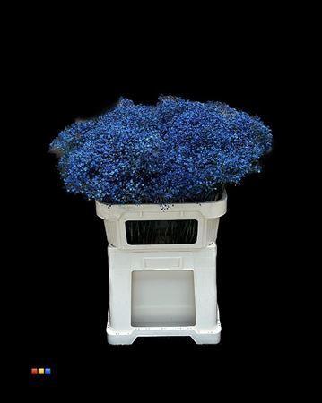 Gypsophila overig kleurbehandeld H%