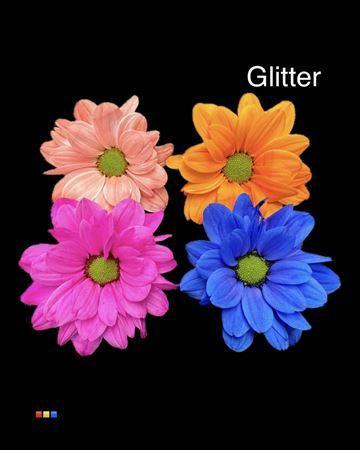 Chrysanthemum Indicum Grp tros kas kleurbehandeld H%