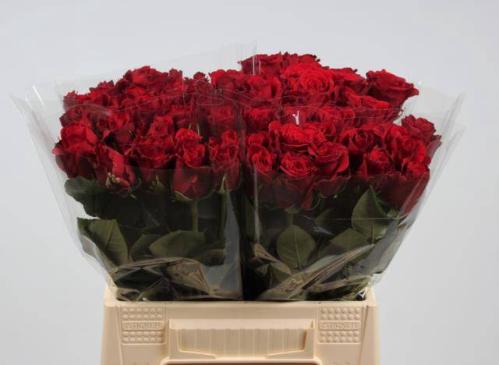 Rosa grootbloemig Upper Class