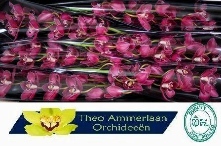 Cymbidium grootbloemig per tak 'Brera'