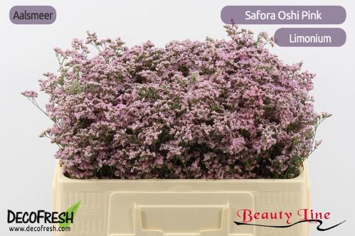 Limonium Safora Oshi Pink