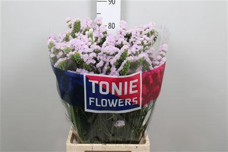 Limonium sinuatum Tessa Lavender