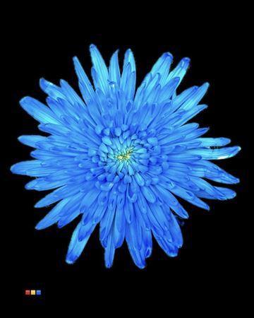 Chrysanthemum (Indicum Grp) geplozen Topspin kleurbehandeld H%