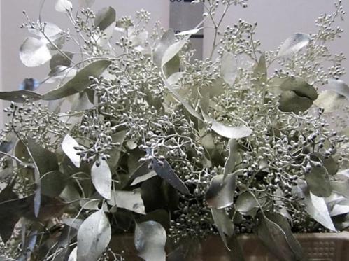 Eucalyptus kleurbehandeld per bos H%