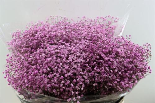 Gypsophila overig kleurbehandeld H%