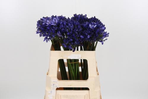 Agapanthus (Funnel Grp) 'Dark Ocean'