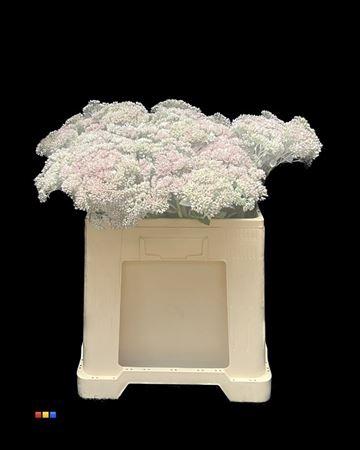 Sedum spectabile kleurbehandeld H%