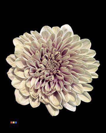 Chrysanthemum Indicum Grp tros kas kleurbehandeld H%