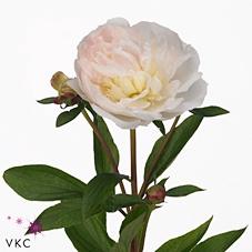 Paeonia Lactiflora Grp 'Florence Nicholls'