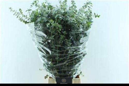 Eucalyptus per bos 'Baby Blue'