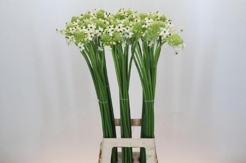 Ornithogalum saundersiae