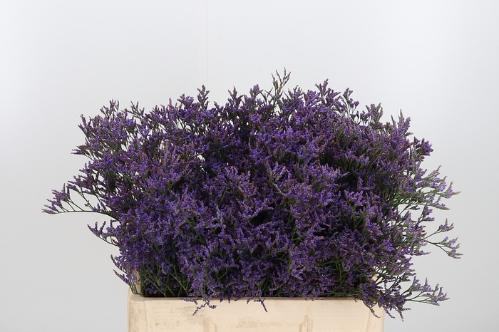 Limonium Safora Classic Blue