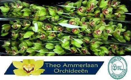 Cymbidium grootbloemig per tak 'Bremo'