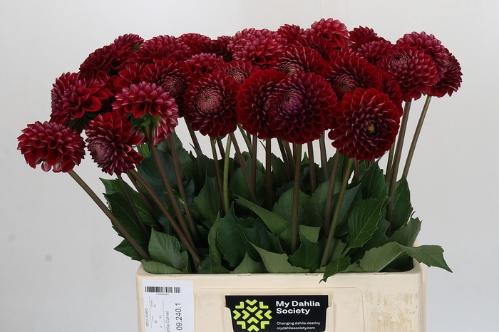 Dahlia 'Cornel'