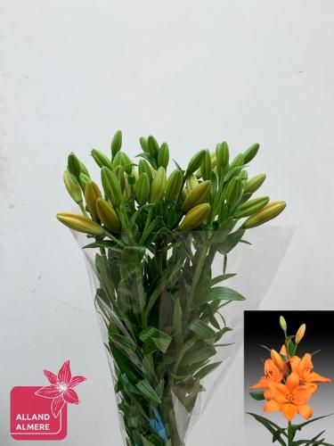 Lilium (LA-hybrids Grp) 'Farinella'