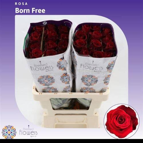 Rosa grootbloemig Born Free