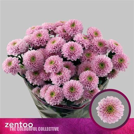 Chrysanthemum (Indicum Grp) tros Letsgo Pink