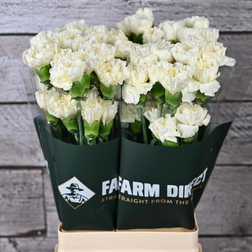 Dianthus standaard Halo